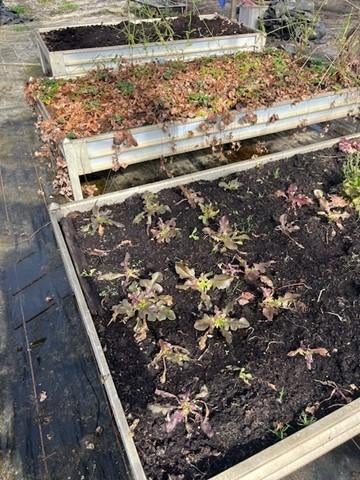 kweektafel, Ophalen, Gebruikt, Kweekbak