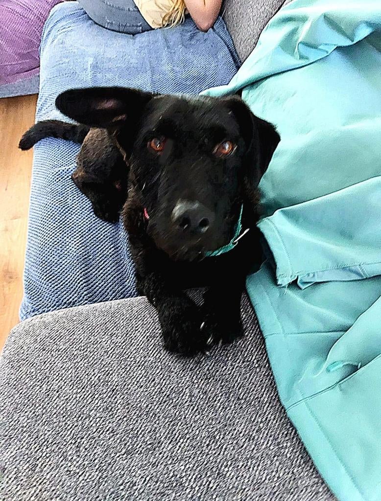 Lieve kyo zoekt een perfect huisje, Particulier, Reu, Buitenland, Parvo