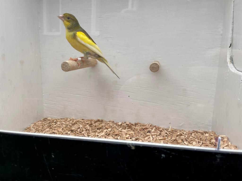 Raza espanol man 2025, Dieren en Toebehoren, Vogels | Kanaries, Mannelijk, Kleurkanarie