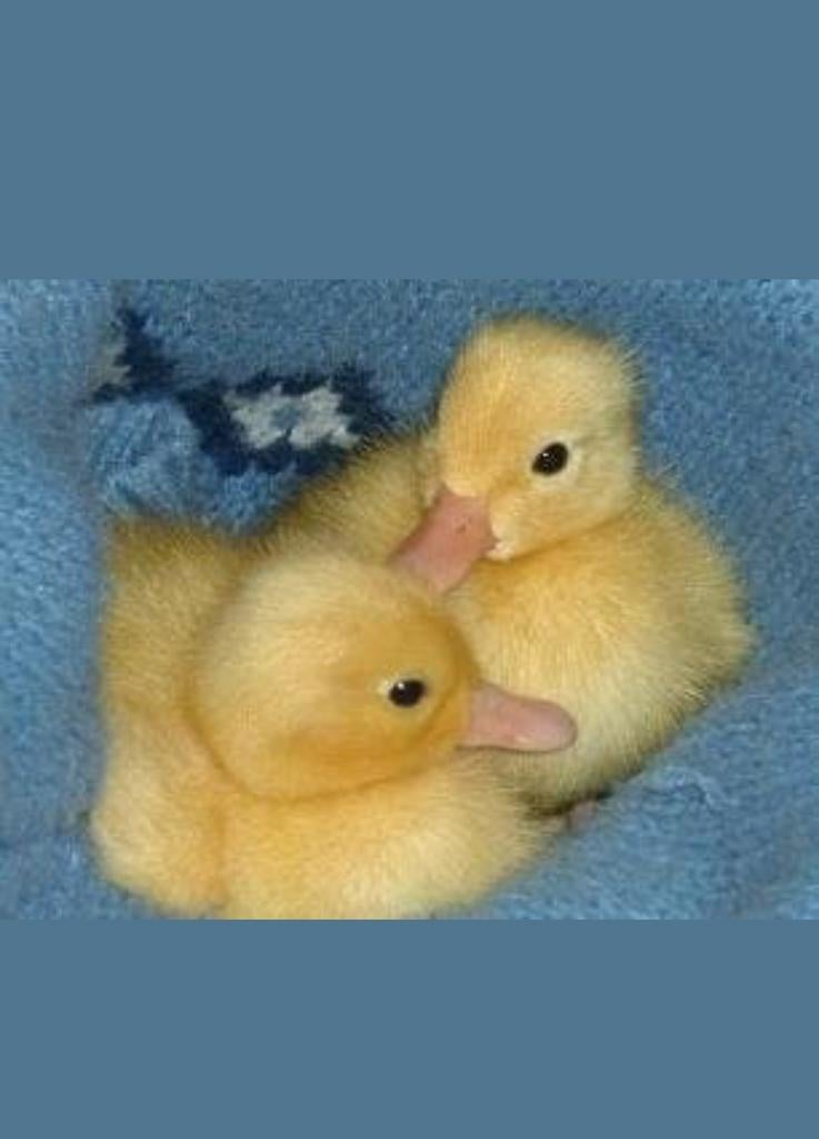 Gezocht:witte  kwaker kuikens / pulletjes, Dieren en Toebehoren, Pluimvee, Meerdere dieren, Kip