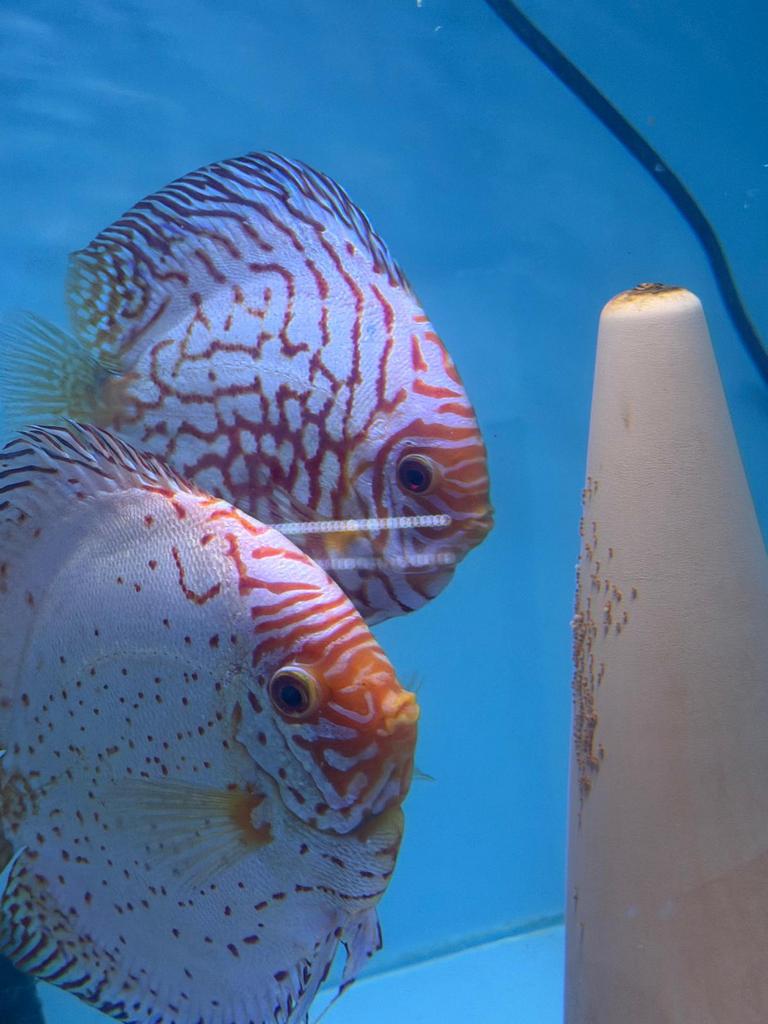 Beginnend discus koppel, Dieren en Toebehoren, Vis
