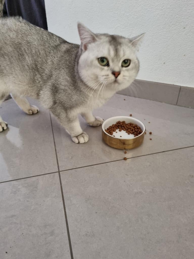 Britse korthaar, Kater, Ontwormd, 0 tot 2 jaar