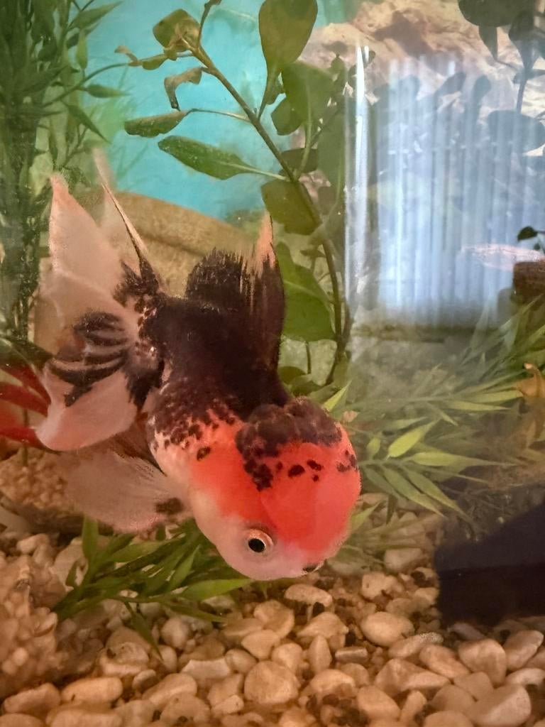 Aquarium met vissen, Dieren en Toebehoren, Vis