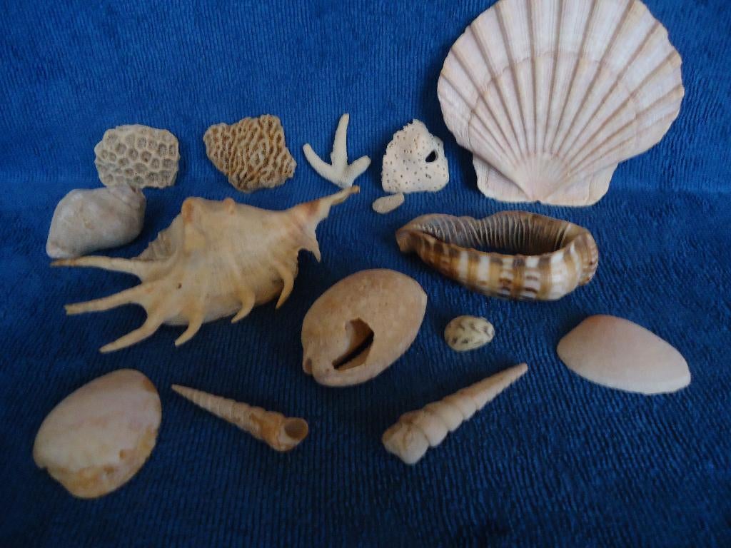 Schelpen uit de familie Charoniidae en andere specimen, Verzamelen, Ophalen of Verzenden, Schelp(en)