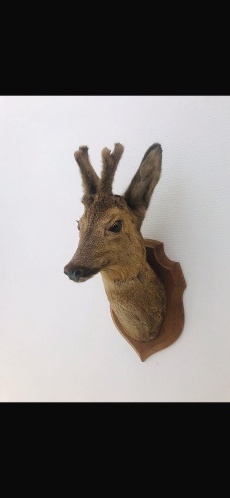 Opgezet reeen herten kopje, Ophalen of Verzenden, Zo goed als nieuw, Hert, Beeldje of Figuurtje