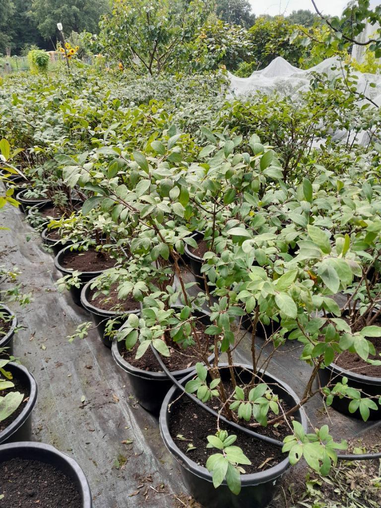 Honingbes planten, Boreal Blizzard, Beast, Beauty, G. Heart, Ophalen, Lente, Overige soorten, Volle zon