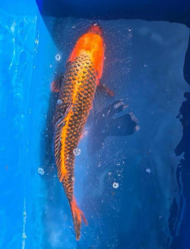 Japanse Koi Matsuba, Dieren en Toebehoren, Vissen | Vijvervissen, Karper of Koi