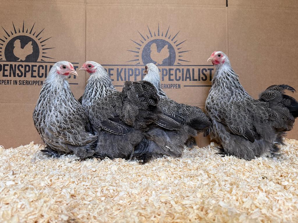 Cochin kriel meerzomig zilver patrijs gesekst en ingeënt