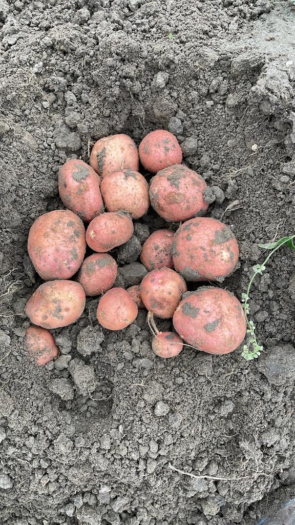 Bildtstar pootaardappelen te koop, Ophalen of Verzenden