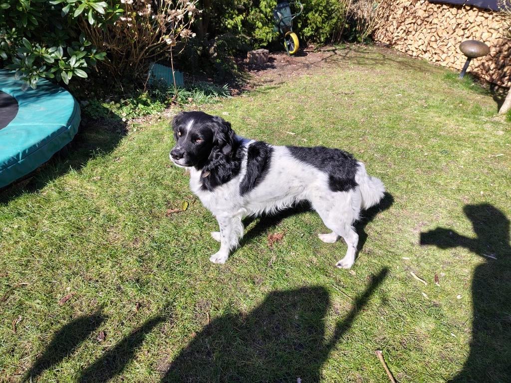 Dekreu stabij, Reu, Eén hond, 3 tot 5 jaar, Nederland