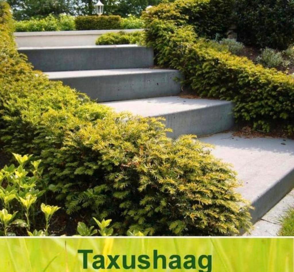 Taxus haag, Ophalen of Verzenden