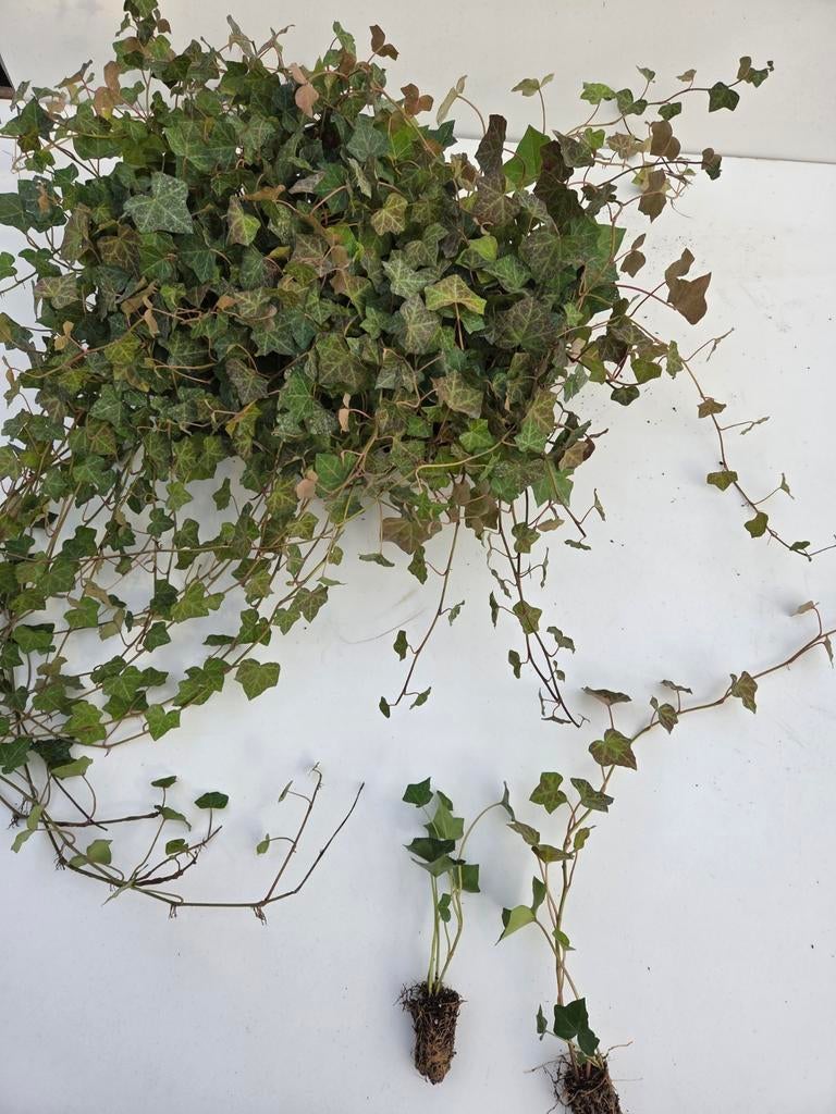 Hederastek voor buiten,  winterharde klimop, Tuin en Terras, Planten | Struiken en Hagen, Haag, Overige soorten, Minder dan 100 cm