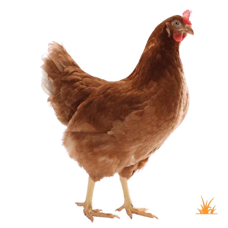 Bruine leghennen/ legkippen, Vrouwelijk, Kip