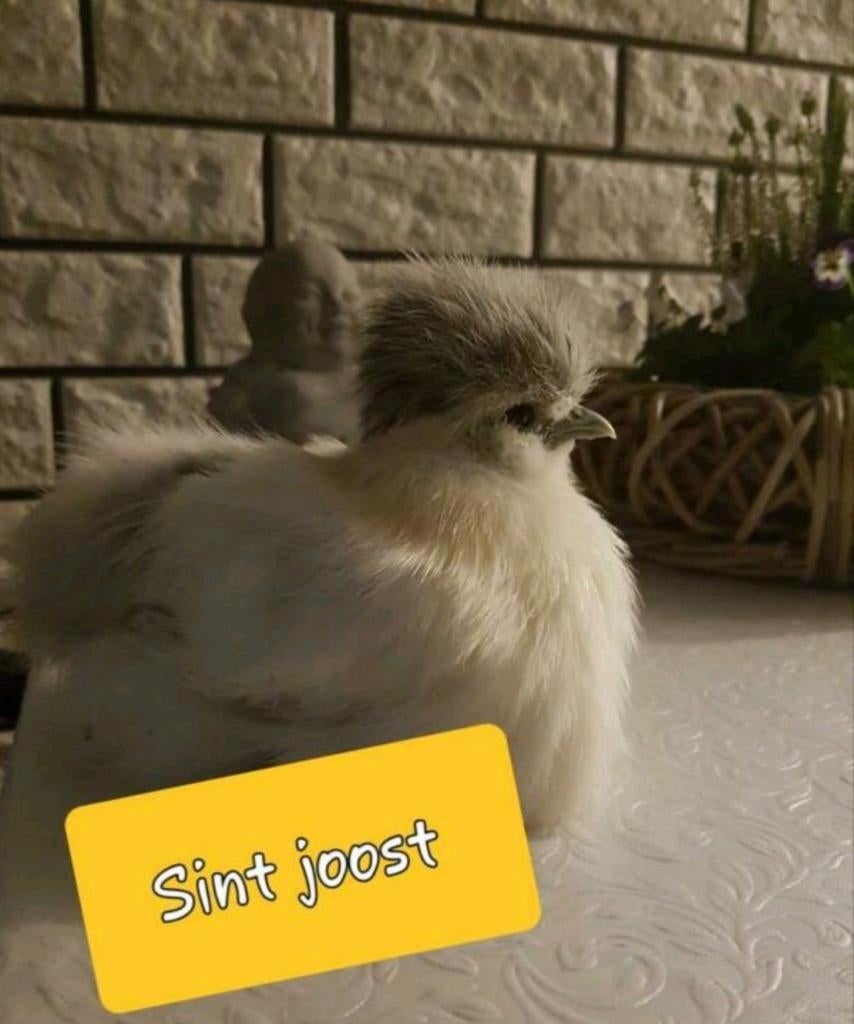 9 april Gesekste🐥usa zijdehoen kriel zijdehoenders hennen, Dieren en Toebehoren, Pluimvee, Vrouwelijk, Kip