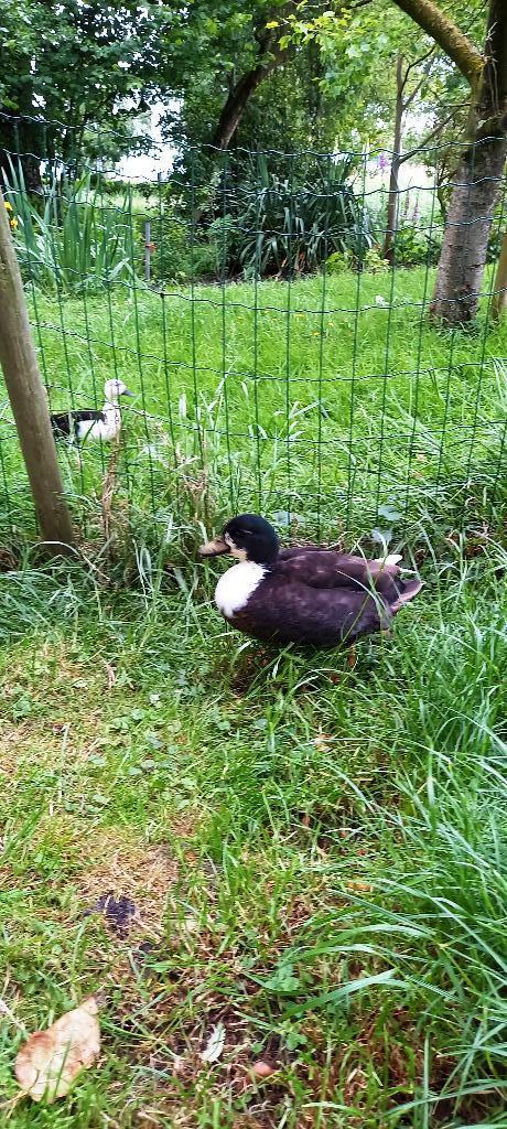 Kwaker woerd, Dieren en Toebehoren, Pluimvee, Mannelijk, Eend