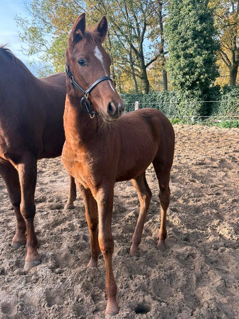 Zeer kwaliteitsvolle dressuurpaarden uit eigen fokkerij!, Merrie, Minder dan 160 cm, Met stamboom, Niet van toepassing