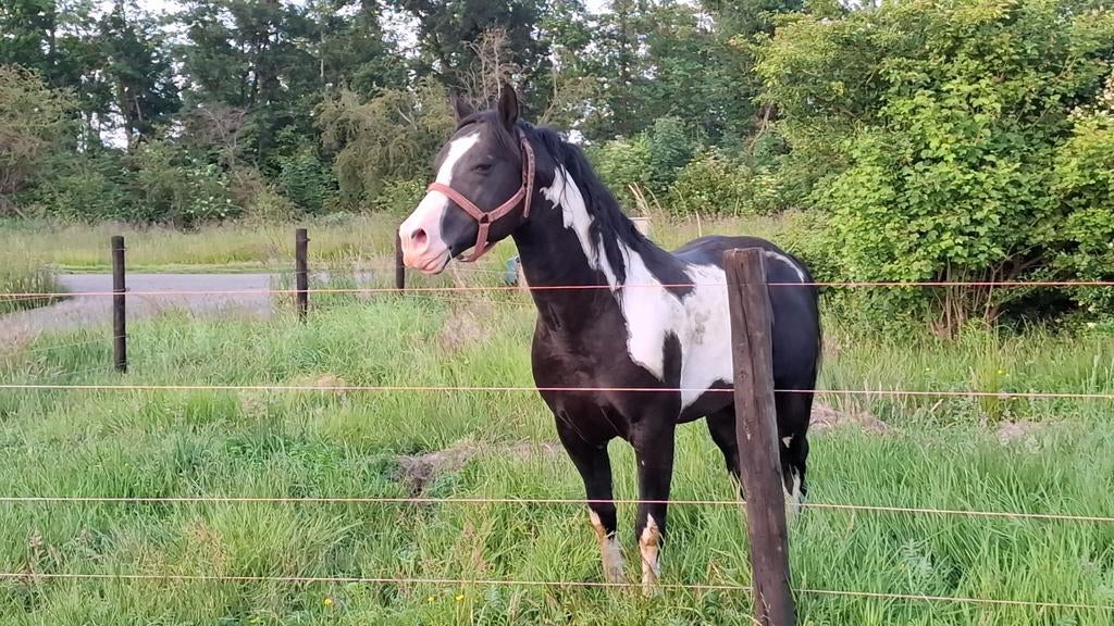 Gezocht paarden en ponys, Dieren en Toebehoren, Minder dan 160 cm, Niet van toepassing, 0 tot 2 jaar, Westernpaard