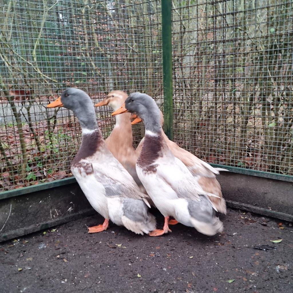 Fantastische koppels - trio's Saksen eenden Saksische eenden, Dieren en Toebehoren, Meerdere dieren, Eend