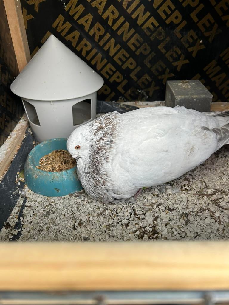 Koppel canaria kroppers te koop, Dieren en Toebehoren, Vogels | Duiven, Meerdere dieren, Kropper