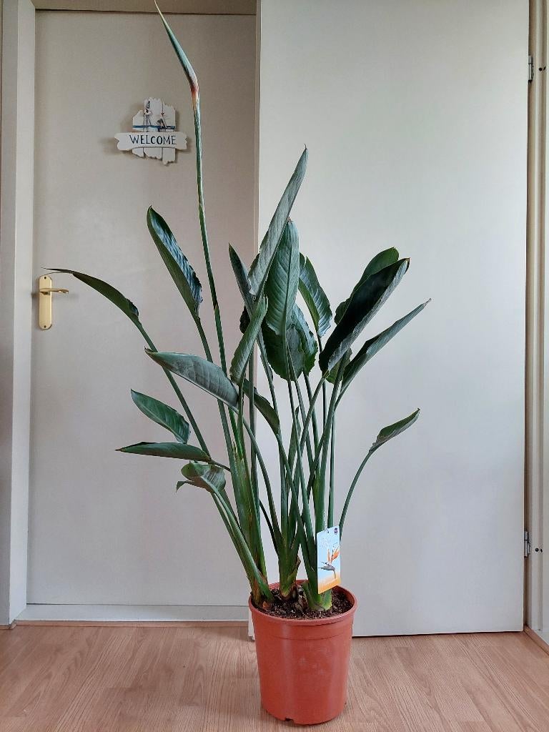 Strelitzia Reginae-Paradijsvogelbloem/Paradijsvogelplant 135, Ophalen, 100 tot 150 cm, Overige soorten, Halfschaduw