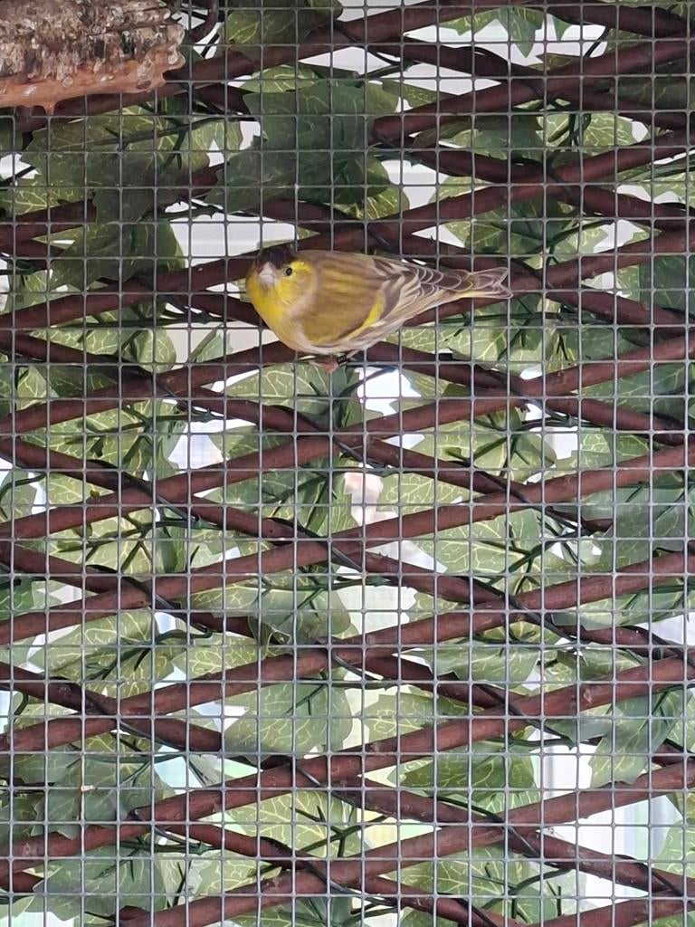 Ruilen mutanten sijs man, Dieren en Toebehoren, Vogels | Overige Vogels, Mannelijk, Wildzangvogel, Geringd