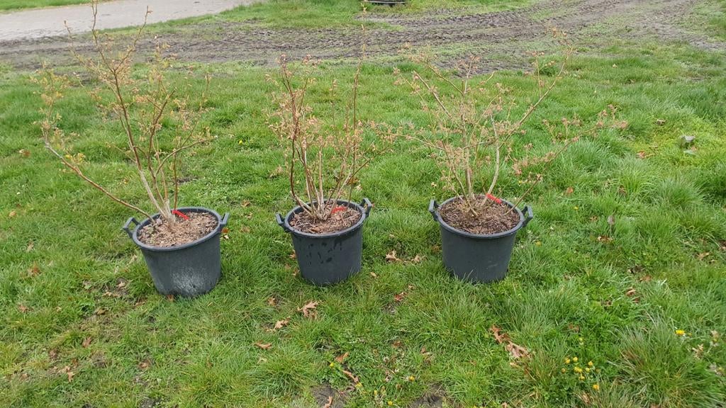 Blauwe bessen planten, jonge groeikrachtige struiken, Ophalen, Overige soorten, Minder dan 100 cm