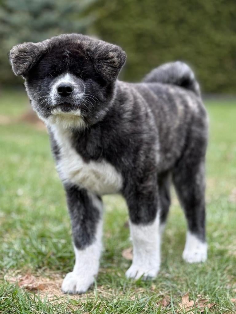 Akita inu Fci, Dieren en Toebehoren, Parvo, Reu, 8 tot 15 weken, Buitenland