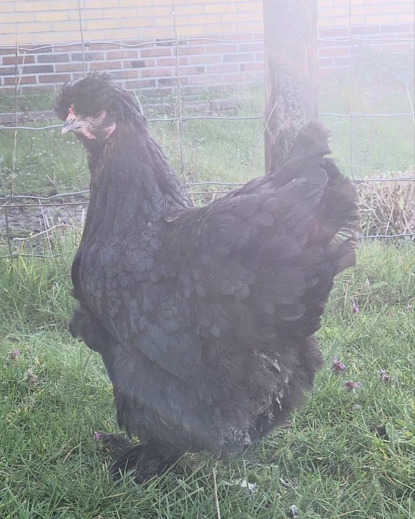 Te koop brahma park hen, Dieren en Toebehoren, Vrouwelijk, Kip