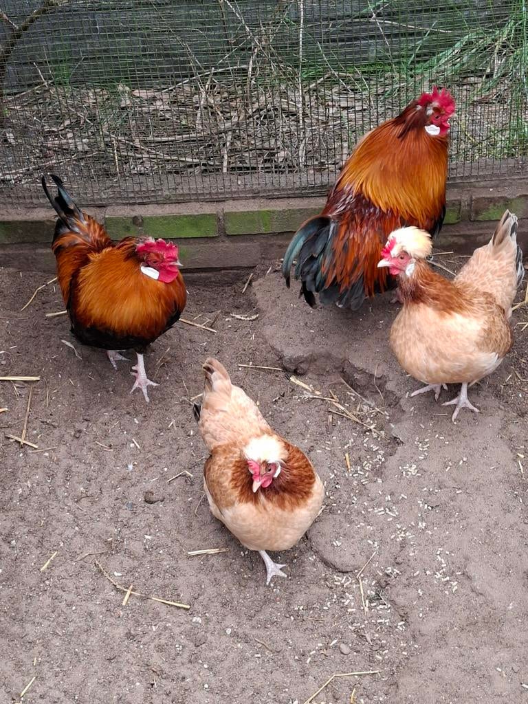 Eieren raskippen zeldzame sulmentalers, Dieren en Toebehoren, Pluimvee, Geslacht onbekend, Kip