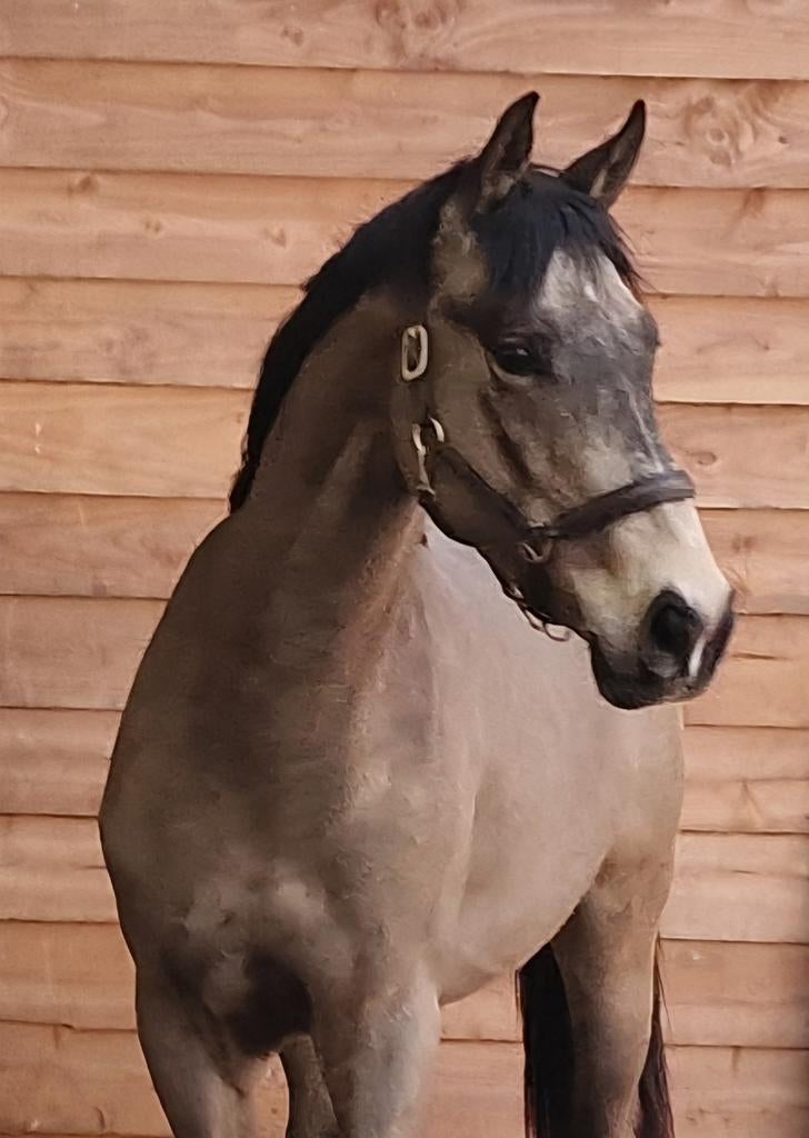 Gave 3 jarige allround valkruin, Dieren en Toebehoren, Met stamboom, Springpaard, Ruin, Zadelmak