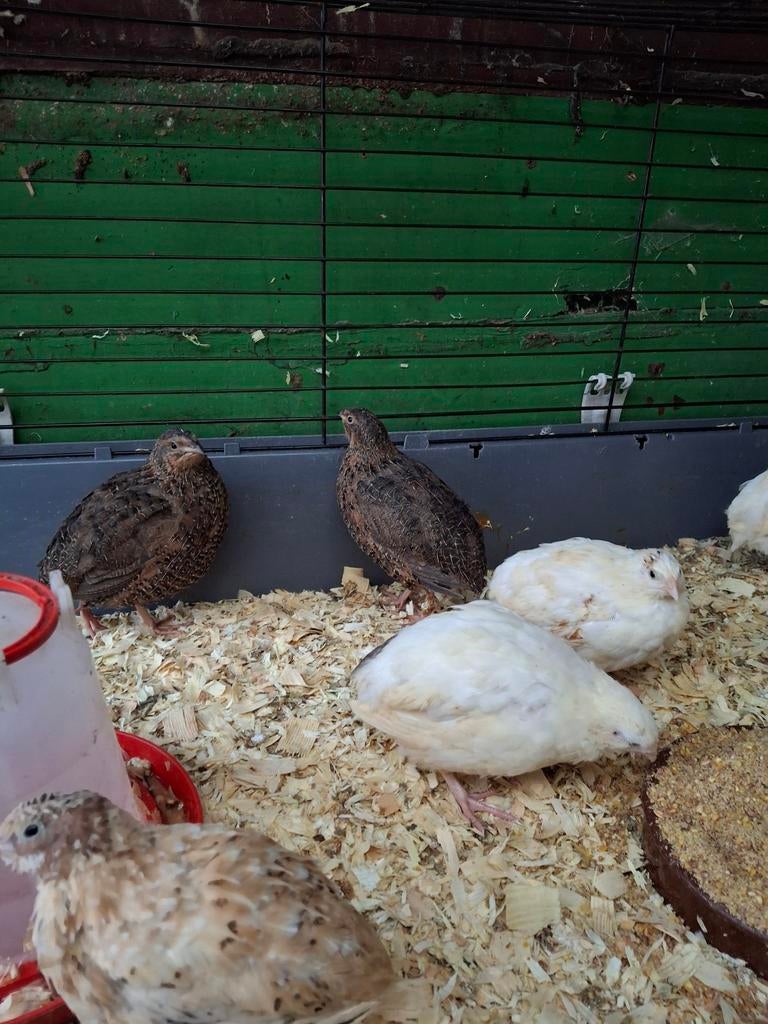 Japanse kwartels, Dieren en Toebehoren, Vrouwelijk, Overige soorten