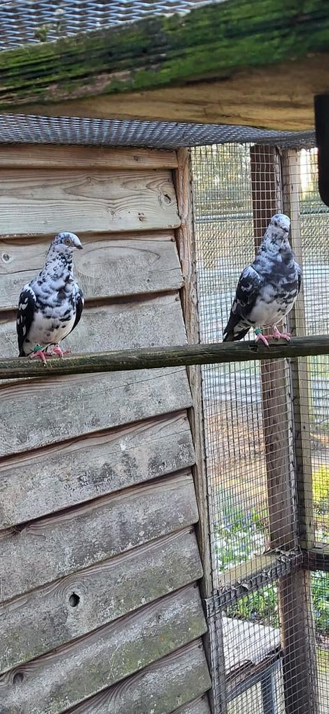 Figurita duiven kweekkoppel, Dieren en Toebehoren, Vogels | Duiven, Meerdere dieren, Overige soorten