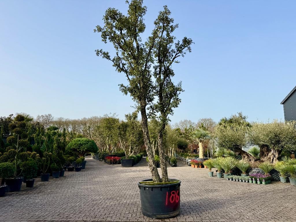 Grote exclusieve dubbelstam kurkeik 60/70  te koop nr 186, Overige soorten, Zomer, 400 cm of meer, Ophalen