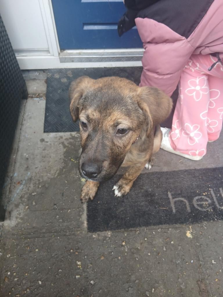 Lieve pup amerikaanse bulldog/herder, Dieren en Toebehoren, Honden | Herdershonden en Veedrijvers, 15 weken tot 1 jaar, Teef, Eén hond