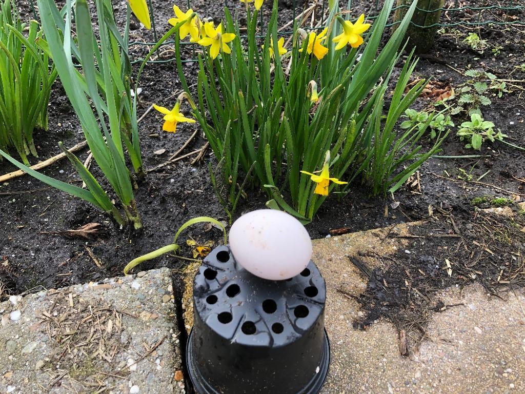 Broedeieren van (kuif) parelhoenders, Dieren en Toebehoren, Pluimvee, Geslacht onbekend, Overige soorten