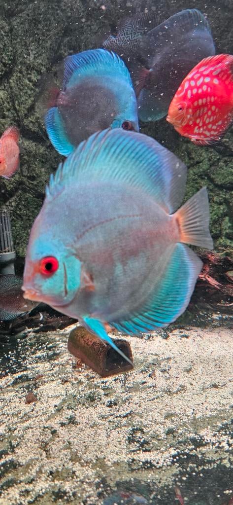 Blue Diamond discusvis, Dieren en Toebehoren, Vis