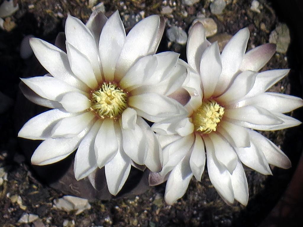 cactus - Gymnocalycium ragonesei, Verzenden, Cactus, Volle zon, Minder dan 100 cm