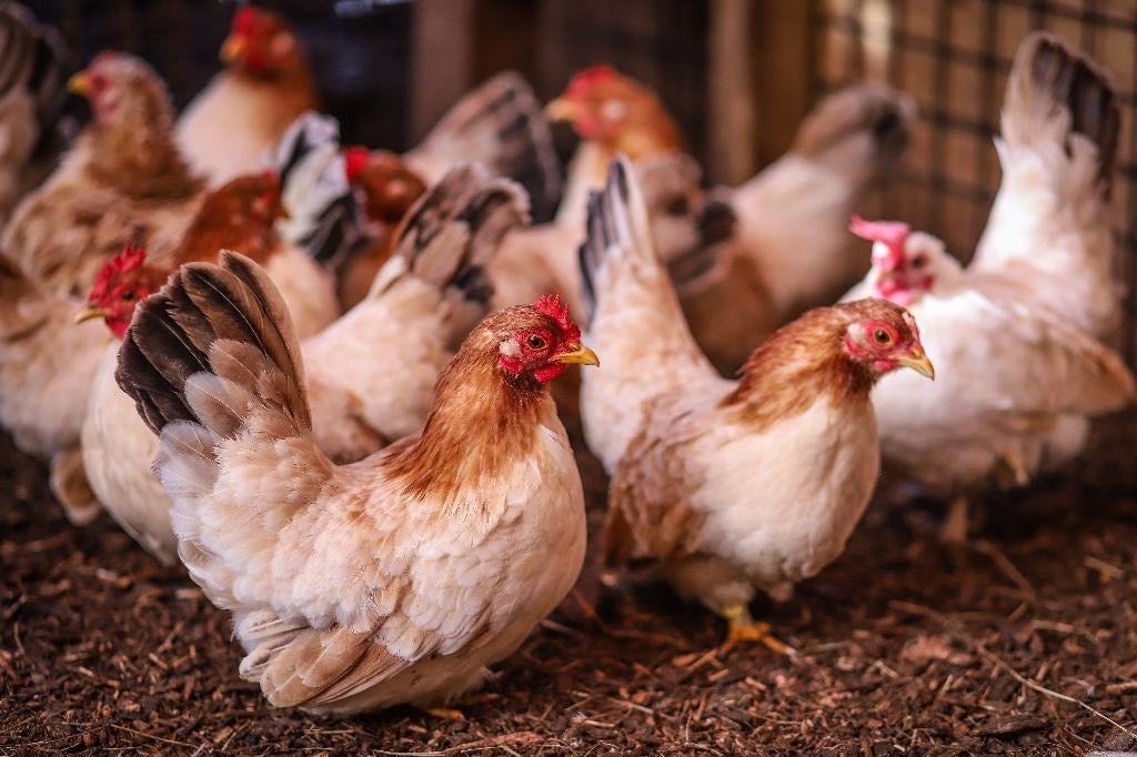 Chabo krielkip | Kleine, lieve kippen | Deskundig advies, Vrouwelijk, Kip