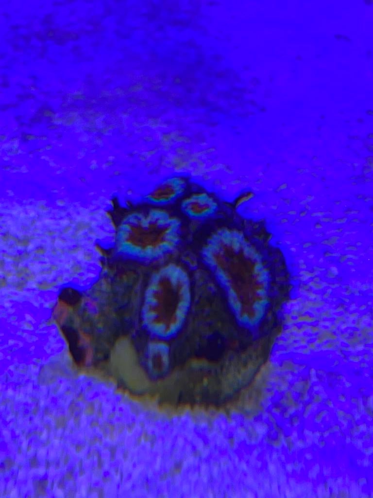 Acansthrea 7 koppen, Dieren en Toebehoren, Vissen | Aquariumvissen, Overige typen