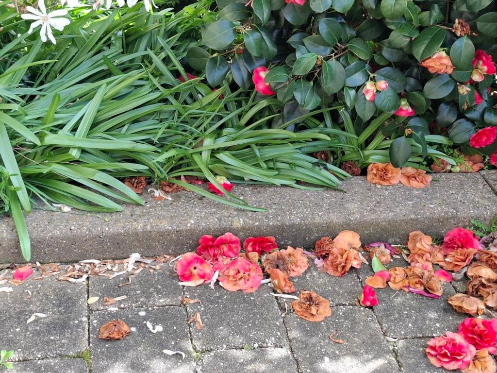 Betonbielzen gratis ophalen!, Ophalen, Overige soorten, Volle zon