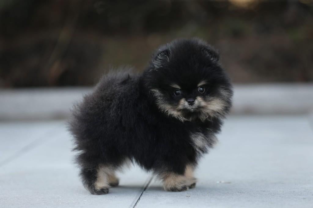 Pomeriaan pup reutje Black & Tan Bear type – te reserveren, Keeshond, Reu, 8 tot 15 weken, Buitenland