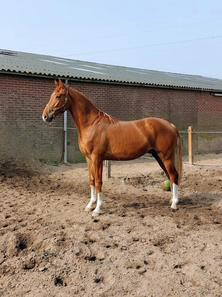 Veelbelovende grote 2-jr voshengst, CharmeurxZambukaxHouston, Met stamboom, Dressuurpaard, 0 tot 2 jaar, Hengst