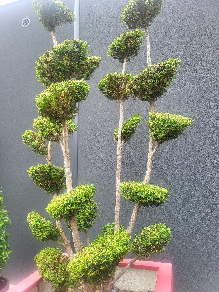 Bonsai taxusmet multi bollen in plantenbak, Tuin en Terras, Bloeit niet, 100 tot 250 cm, Zuilboom, Ophalen