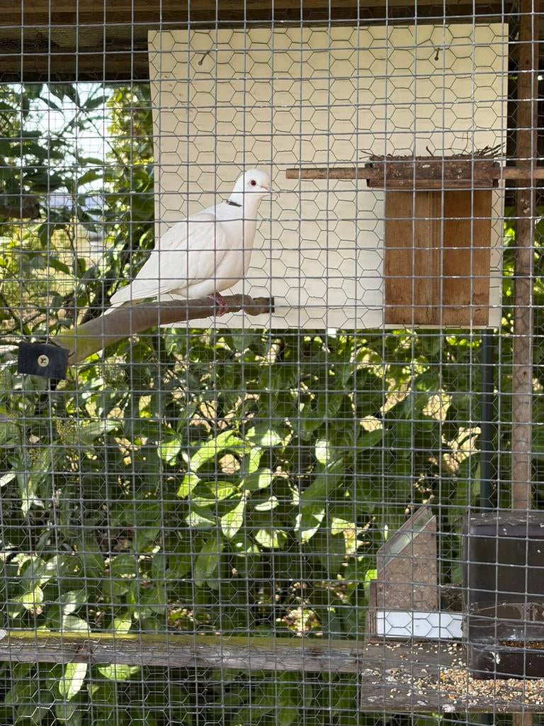 Lachduif ivoor doffer, Mannelijk