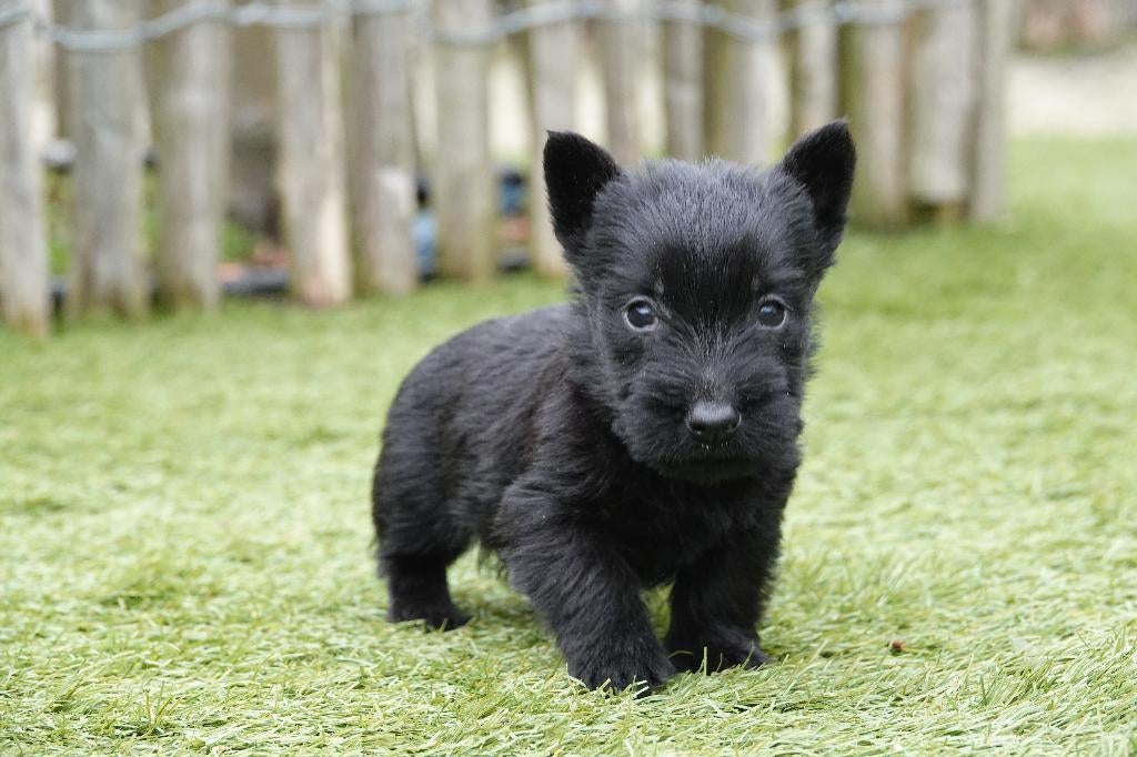 Prachtige Schotse Terriër pup, met stamboom, Dieren en Toebehoren, Parvo, België, Overige rassen, 8 tot 15 weken