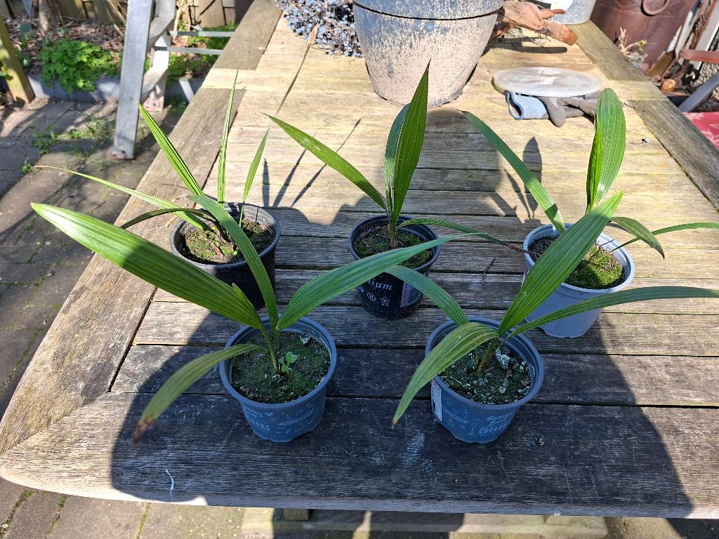 5 stekjes palmboom, Chinese Windmill Palm, Minder dan 100 cm, Zomer, Palmboom, Ophalen