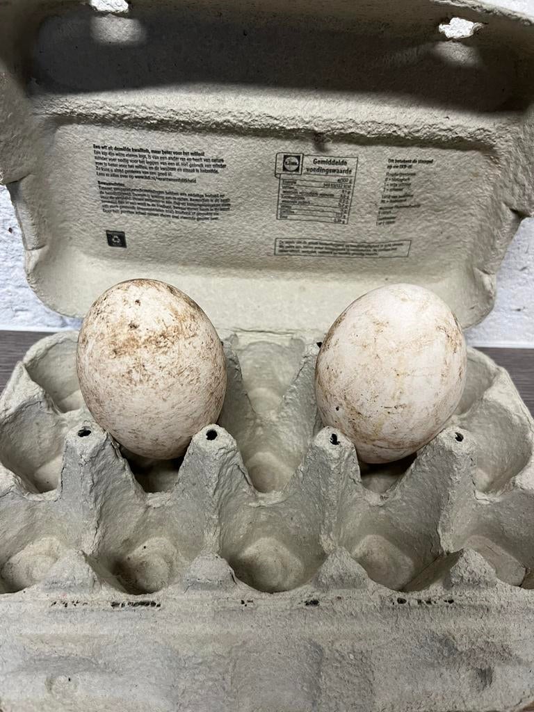 Broedeieren Chinese Knobbelgans!, Dieren en Toebehoren