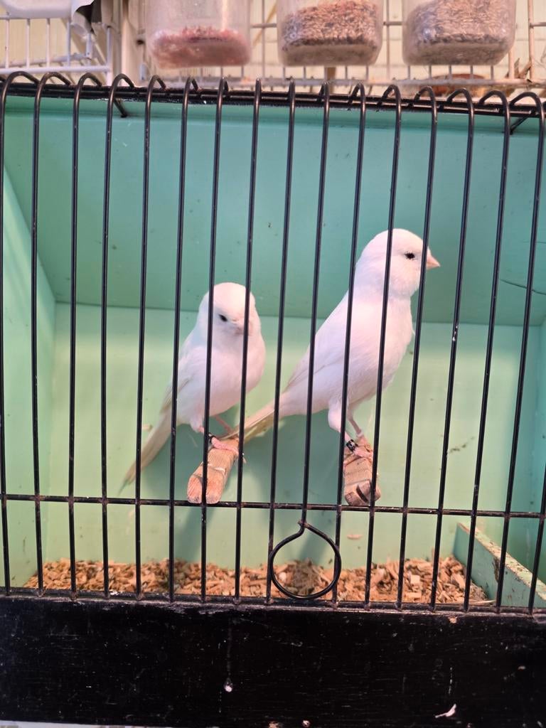 Kanarie kopple te koop, Dieren en Toebehoren, Vogels | Kanaries, Meerdere dieren, Kleurkanarie