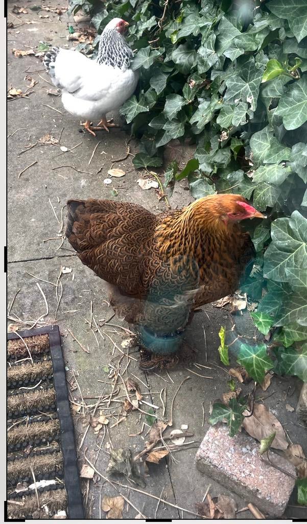 Krielkippen op te halen, Dieren en Toebehoren, Pluimvee, Vrouwelijk, Kip