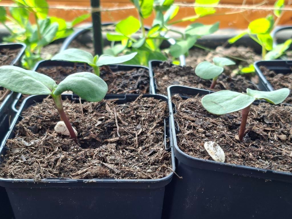 Biologisch geteelde zonnebloem stekjes planten, Ophalen, Minder dan 100 cm, Overige soorten, Zomer